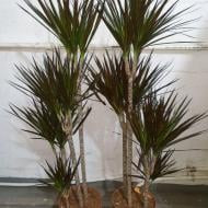 Рослина Драцена 27х150 Marginata 4 стовбури