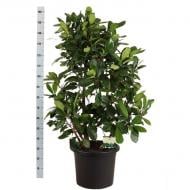 Растение Фикус микрокарпа 45х160 Cyathistipula древовидный