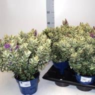 Растение Хебе 18*35 Variegata