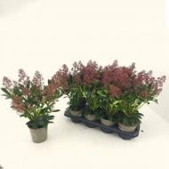 Растение Скиммия 13х40 Rubella