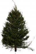 Ель Европейская срезана до 200 см