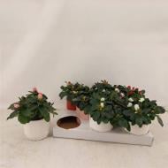 Растение Азалия 09х15 микс в керамическом кашпо