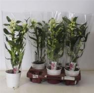 Растение Дендробиум (орхидея) 12х50 белый Apollon