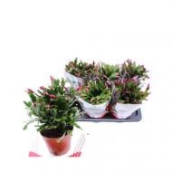 Растение Шлюмбергера 17х30 микс