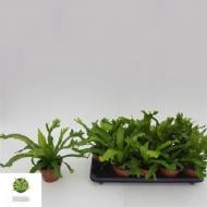 Растение Асплениум 12х25 Crissie