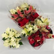 Растение Пуансетия 10х30 микс