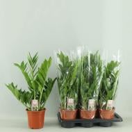 Растение Замиокулькас 17х60 Pixie Растение Замиокулькас 17х60 Pixie