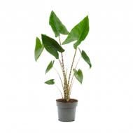 Растение Алоказия 17х90 Zebrina