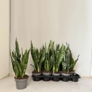 Растение Сансевиерия 13х45 Black Coral