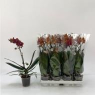 Растение Фаленопсис (орхидея) мультифлора 9х45 1 ствол Bronze (Florious Orchids)