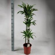 Рослина Драцена 24х135 Lemon Lime 3 стовбури