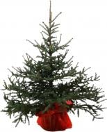 Ель Голубая в горшке до 200 см