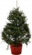 Ель Европейская в горшке до 200 см