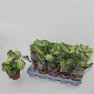 Растение Маранта 12х25 Silver Band