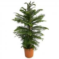 Растение Араукария 30х140