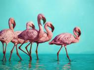 Картина на холсте Стая фламинго ©Lucia Heffernan 30x30 см Brushme CN5364S Картина на холсте Стая фламинго ©Lucia Heffernan 30x30 см Brushme CN5364S