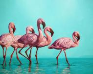 Картина на холсте Стая фламинго ©Lucia Heffernan 40x40 см Brushme CN5364M Картина на холсте Стая фламинго ©Lucia Heffernan 40x40 см Brushme CN5364M