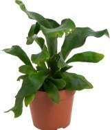 Растение Платицериум Bifurcatum 12x30 см