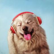 Картина на холсте Сладкая песня ©Lucia Heffernan 50x50 см Brushme CN53289L Картина на холсте Сладкая песня ©Lucia Heffernan 50x50 см Brushme CN53289L