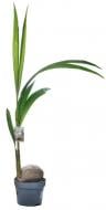 Растение Кокос 19x140 см