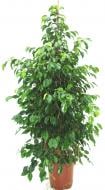 Растение Фикус бенджамина Danita (куст) 17x70 см