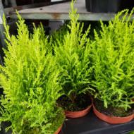 Растение Кипарисовик 11х25-35 Goldcrest Wilma