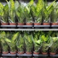 Растение Диффенбахия 12х35 Compacta