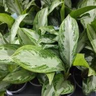 Растение Аглаонема 14х40 белая Silver Bay