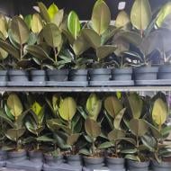 Растение Фикус эластика 14х40 Robusta