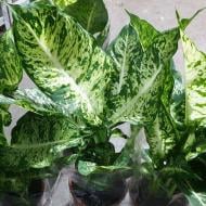 Растение Диффенбахия 17х55 Mars