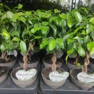 Растение Фикус бенджамина 12х40 Nina ствол заплетен косой