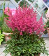 Растение Астильба 'Lilac' С2