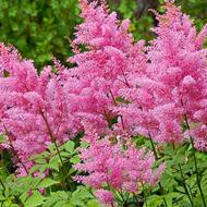 Растение Астильба 'Pink' C2