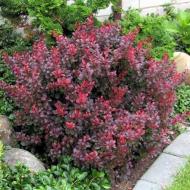 Растение Барбарис Тунберга Atropurpurea p9 Растение Барбарис Тунберга Atropurpurea p9