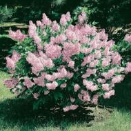 Саджанець Бузок дрібнолистий Josee C7