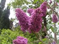 Саджанець Бузок звичайний Marceau С14, Н100-130