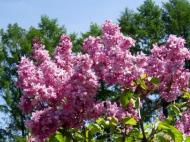 Саджанець Бузок звичайний Olimpiada Kolesnikowa С14, Н100-130