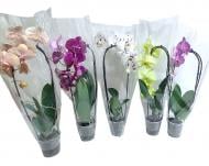 Рослина Фаленопсіс Mirror 1 стовбур d12 h40