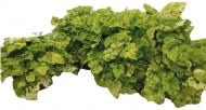 Растение Толмия Variegata d12 h20