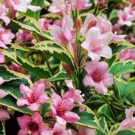 Растение Вейгела Nana Variegata С7, Н60-80