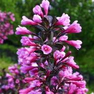 Растение Вейгела квітуча Nana Purpurea С10