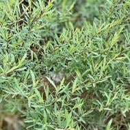 Саженец Верба пурпурова Nana С3, Н30-40 Саженец Верба пурпурова Nana С3, Н30-40