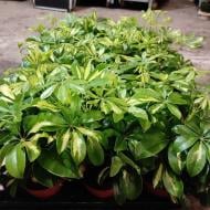 Рослина Шеффлера 13х35 Gerda