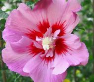 Растение Гибискус сирийский Pink Giant C7