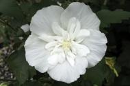 Растение Гибискус сирийский White Chiffon С18, Н40+