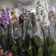 Рослина Фаленопсис (орхідея) 12*80 1 стовбур Authentic мікс (Ter Laak Orchids)