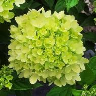 Растение Гортензия метельчатая Little Lime C2
