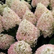 Растение Гортензия метельчатая Magical Sweet Summer C2