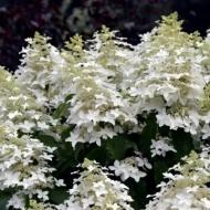 Растение Гортензия метельчатая Perle d Automne С10