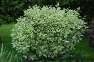 Растение Дерен белый Elegantissima C2